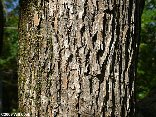 Osage-Orange (Maclura pomifera) bark