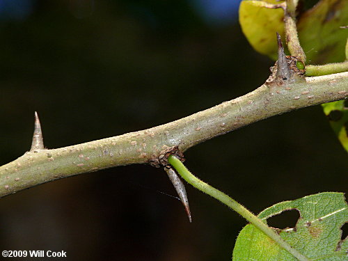 Osage-Orange (Maclura pomifera) branch