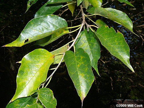 Osage-Orange (Maclura pomifera) leaves