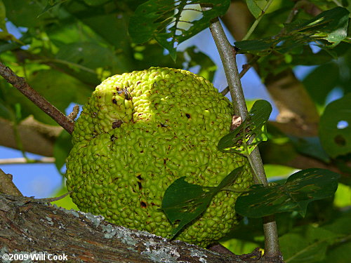 Osage-Orange (Maclura pomifera) fruit