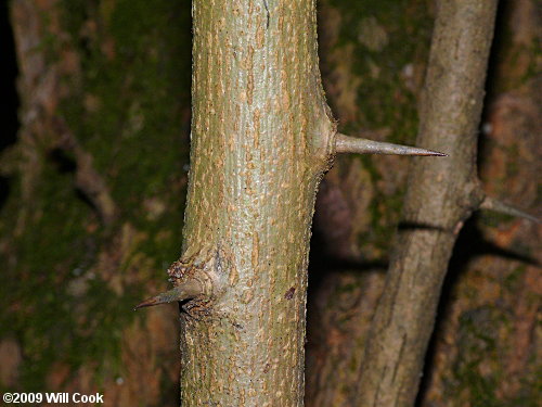 Osage-Orange (Maclura pomifera) bark