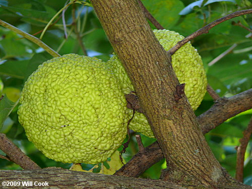 Osage-Orange (Maclura pomifera) fruit