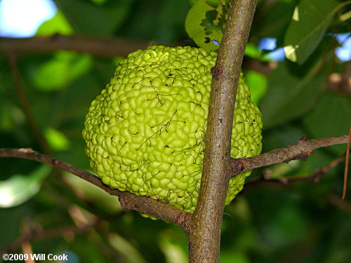 Osage-Orange (Maclura pomifera) fruit