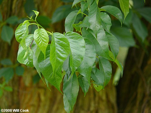 Osage-Orange (Maclura pomifera)