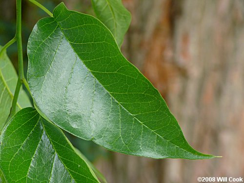 Osage-Orange (Maclura pomifera)