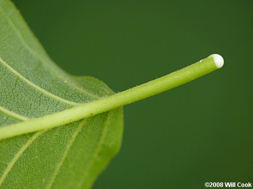 Osage-Orange (Maclura pomifera)