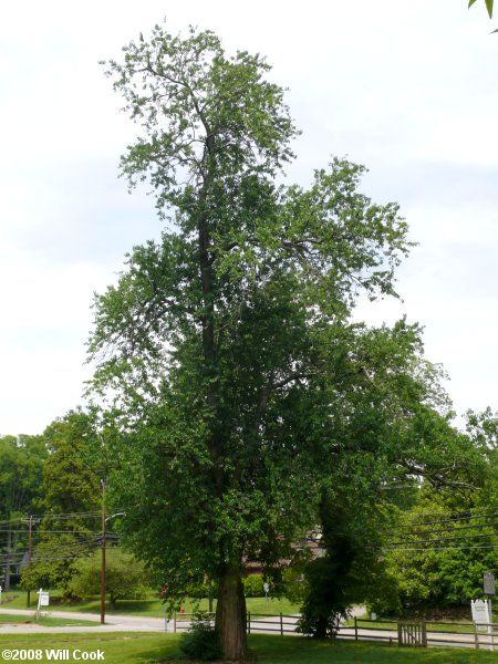 Osage-Orange (Maclura pomifera)