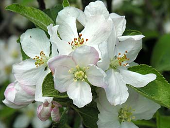 Common Apple (Malus pumila) blossoms
