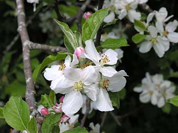 Common Apple (Malus pumila) flowers