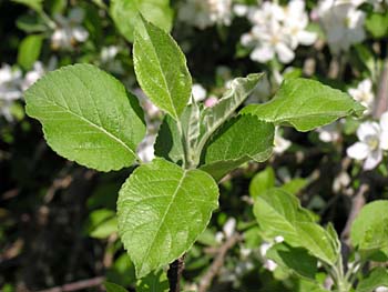 Common Apple (Malus pumila) leaves