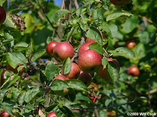Common Apple (Malus pumila) fruit