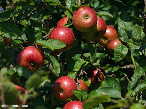 Common Apple (Malus pumila) fruit