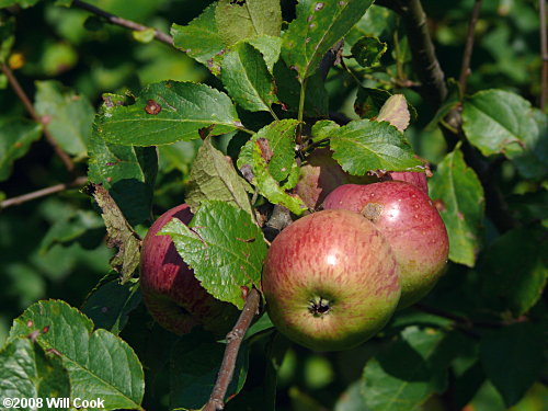 Common Apple (Malus pumila) fruit