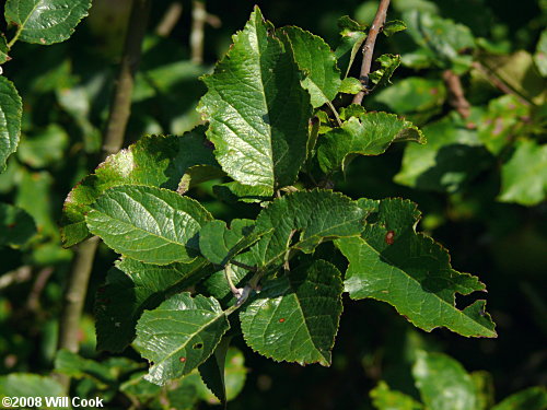 Common Apple (Malus pumila) leaves