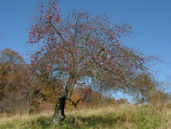 Common Apple (Malus pumila) tree