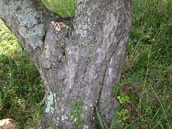 Common Apple (Malus pumila) bark