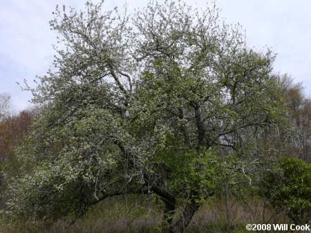 Common Apple (Malus pumila) tree