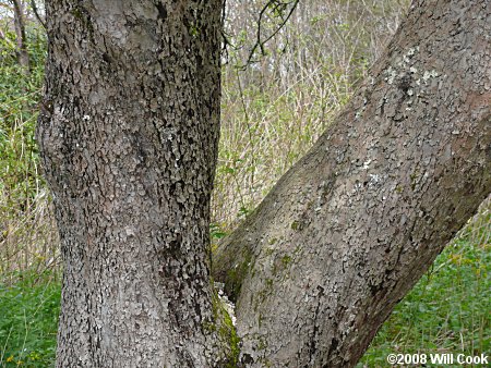 Common Apple (Malus pumila) bark