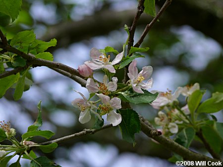 Common Apple (Malus pumila) flowers