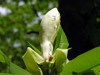 Umbrella-Tree (Magnolia tripetala)