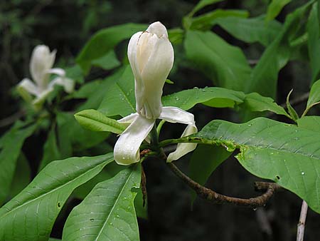 Umbrella-Tree (Magnolia tripetala)