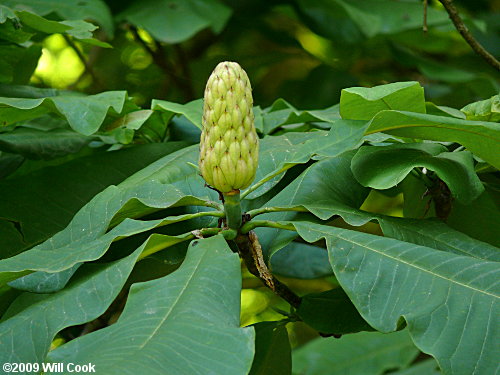 Umbrella-Tree (Magnolia tripetala)