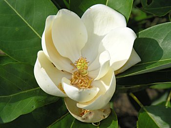 Sweetbay (Magnolia virginiana) flower