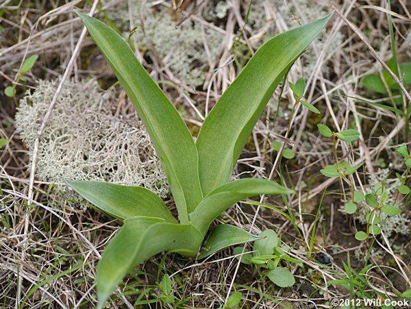 Eastern False-aloe (Manfreda virginica)