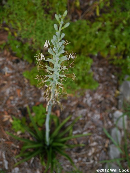 Eastern False-aloe (Manfreda virginica)