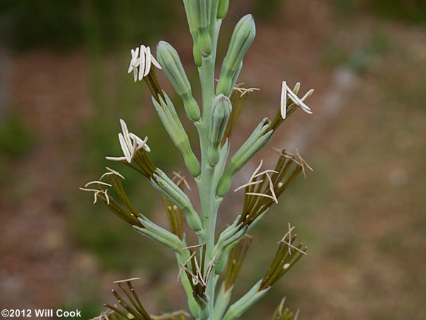 Eastern False-aloe (Manfreda virginica)