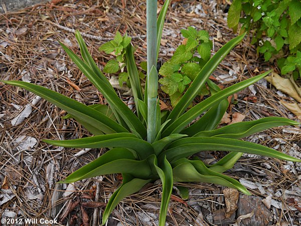 Eastern False-aloe (Manfreda virginica)