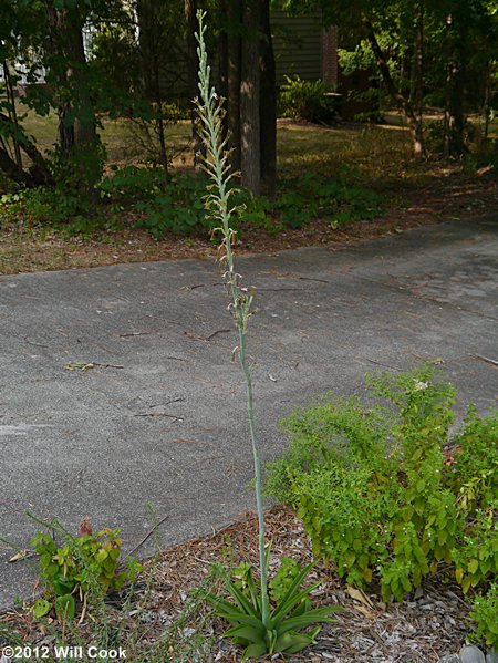 Eastern False-aloe (Manfreda virginica)