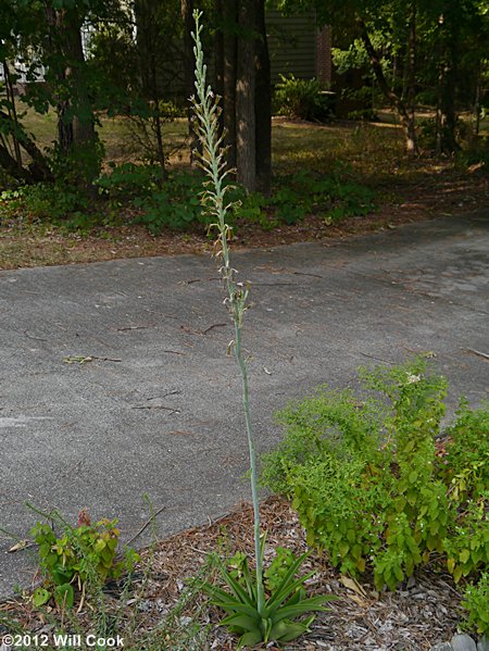 Eastern False-aloe (Manfreda virginica)