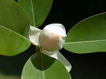 Sweetbay (Magnolia virginiana) flower