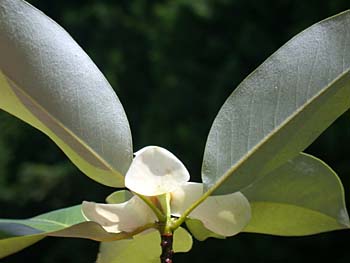 Sweetbay (Magnolia virginiana) leaf