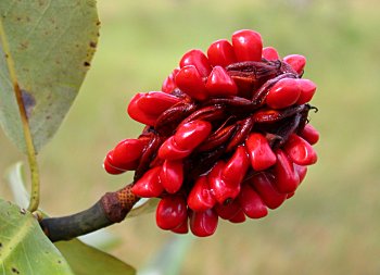 Sweetbay (Magnolia virginiana) fruit