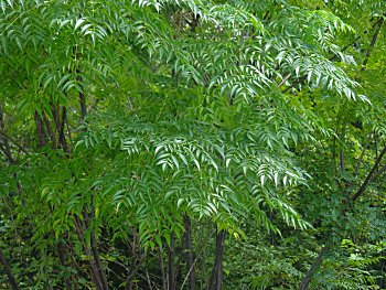 Chinaberry (Melia azedarach) leaves