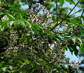 Chinaberry (Melia azedarach) flowers