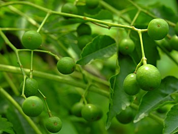 Chinaberry (Melia azedarach) fruits