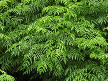 Chinaberry (Melia azedarach) leaves