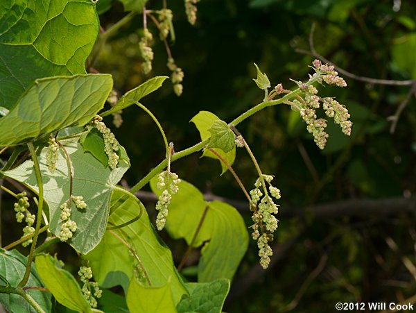 Moonseed (Menispermum canadense)