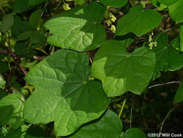 Moonseed (Menispermum canadense)