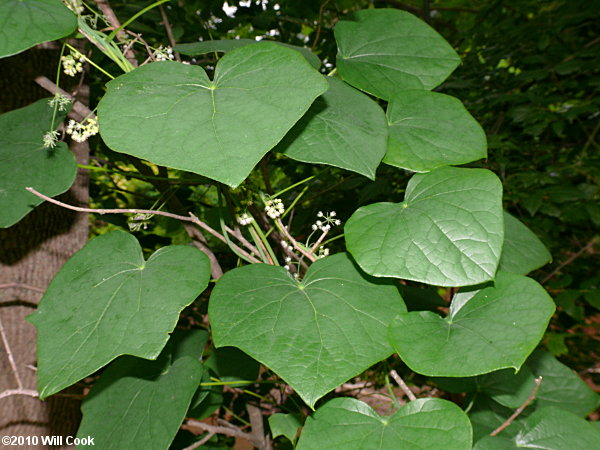 Moonseed (Menispermum canadense)