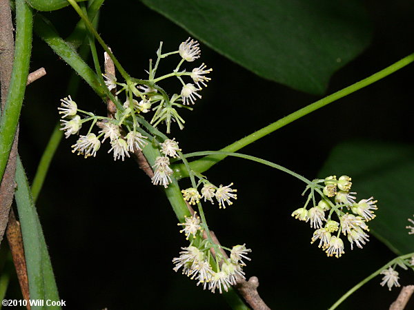 Moonseed (Menispermum canadense)