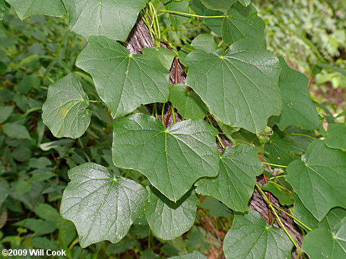 Moonseed (Menispermum canadense)