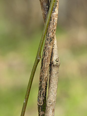 Moonseed (Menispermum canadense) bark