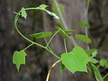 Moonseed (Menispermum canadense) leaves