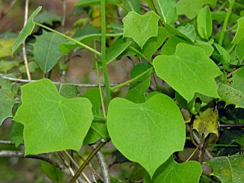 Moonseed (Menispermum canadense) leaves