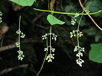 Moonseed (Menispermum canadense) flowers