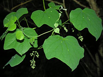 Moonseed (Menispermum canadense)
